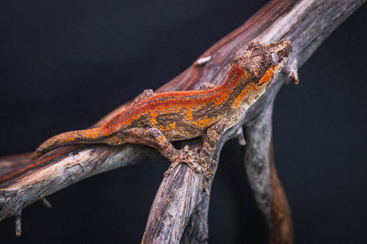 Mosaic Gargoyle Gecko - Sub Adult Male