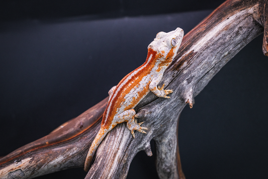 High End Red Stripe Gargoyle Gecko - Unsexed