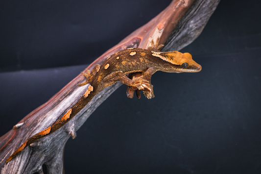 Orange Expression Sarasinorum - Juvenile Female