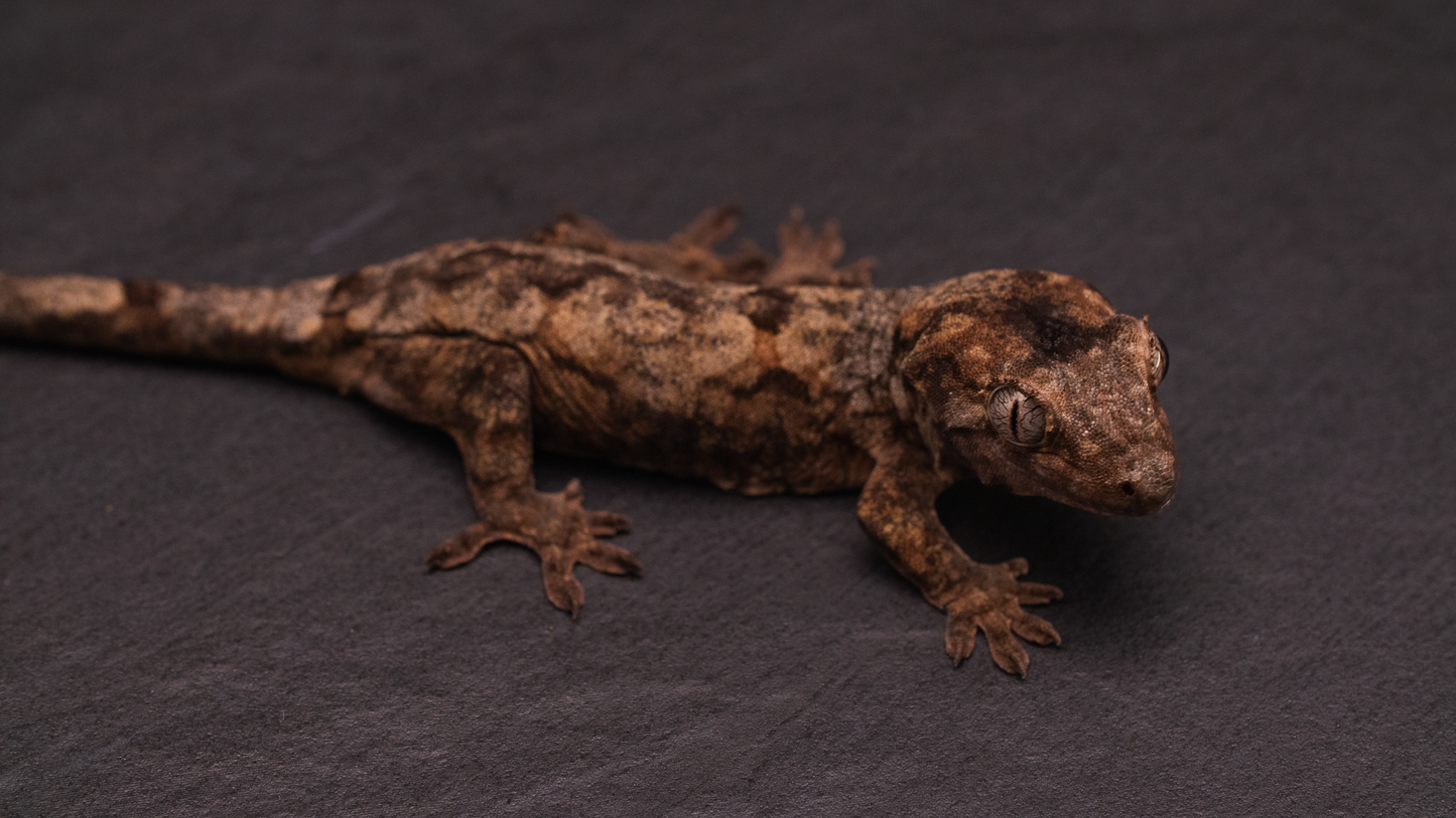 Pine Island Chahoua - Juvenile