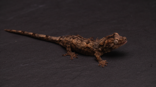 Pine Island Chahoua - Juvenile