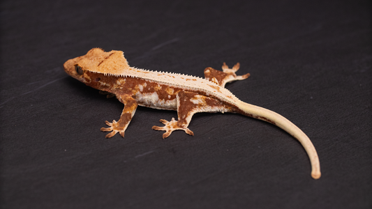 Lilly White Red Base Crested Gecko