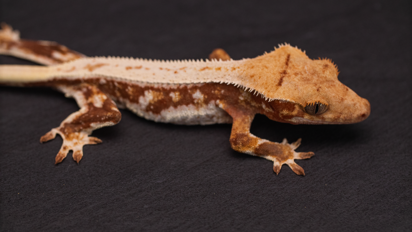 Lilly White Red Base Crested Gecko