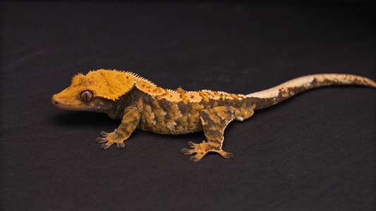Extreme Harlequin / Tiger Crested Gecko