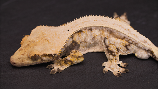 Lilly White Crested Gecko (high coverage)