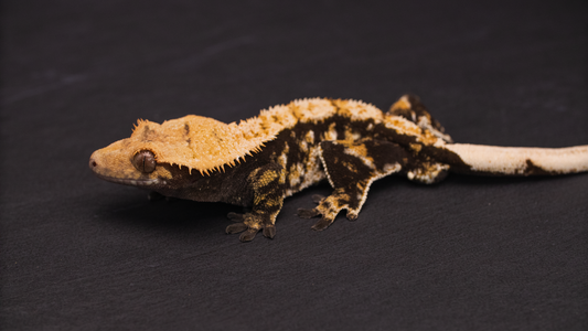 Extreme Harlequin Crested Gecko