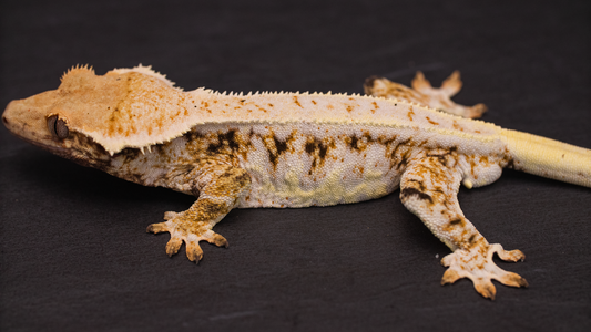 Lilly White Crested Gecko Male