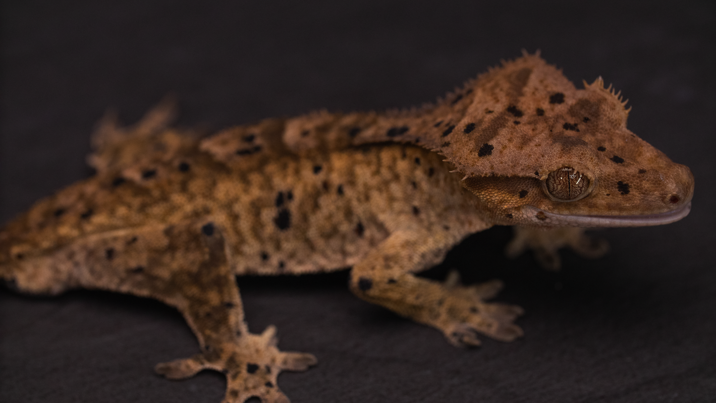 Dalmatian Crested Gecko