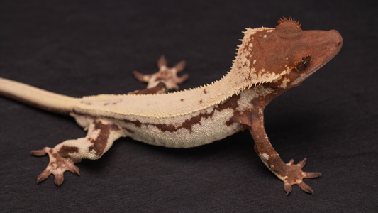 Frappuccino Crested Gecko (Highway Omni Geckos Line)