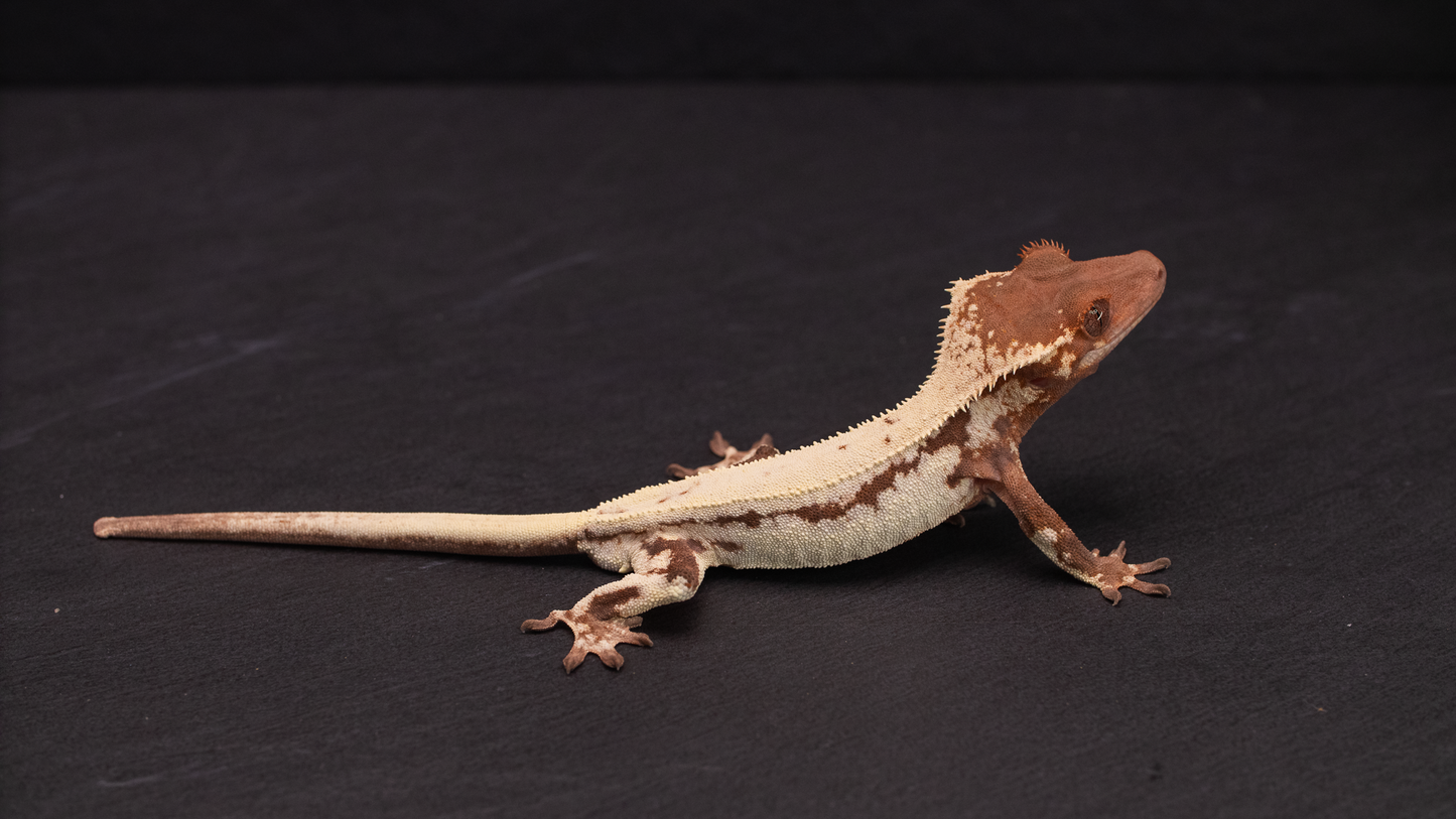 Frappuccino Crested Gecko (Highway Omni Geckos Line)