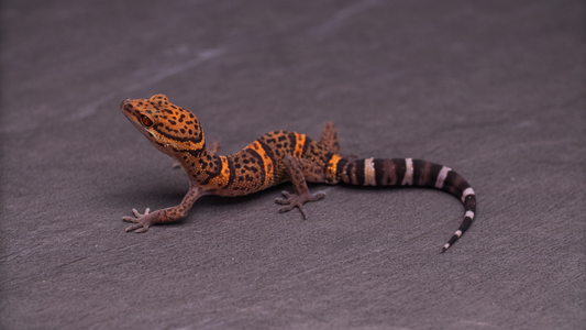 Goniurosaurus bawanglingensis (Chinese Cave Gecko)