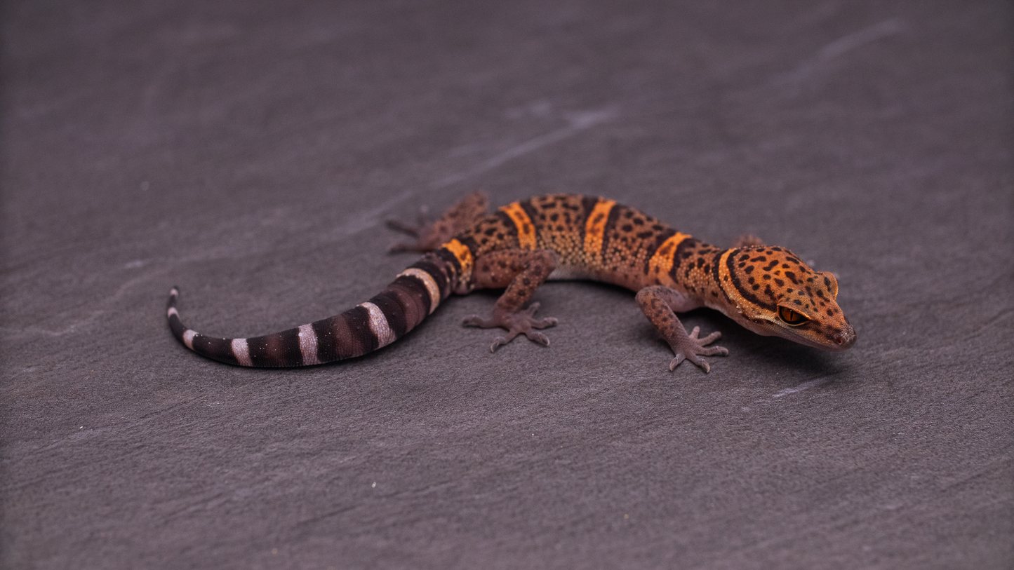 Goniurosaurus bawanglingensis (Chinese Cave Gecko)