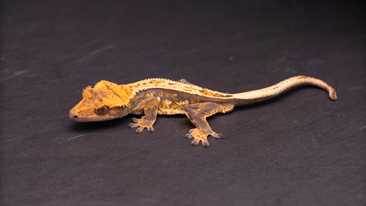 Crested Gecko: Pinstripe Harlequin (male)