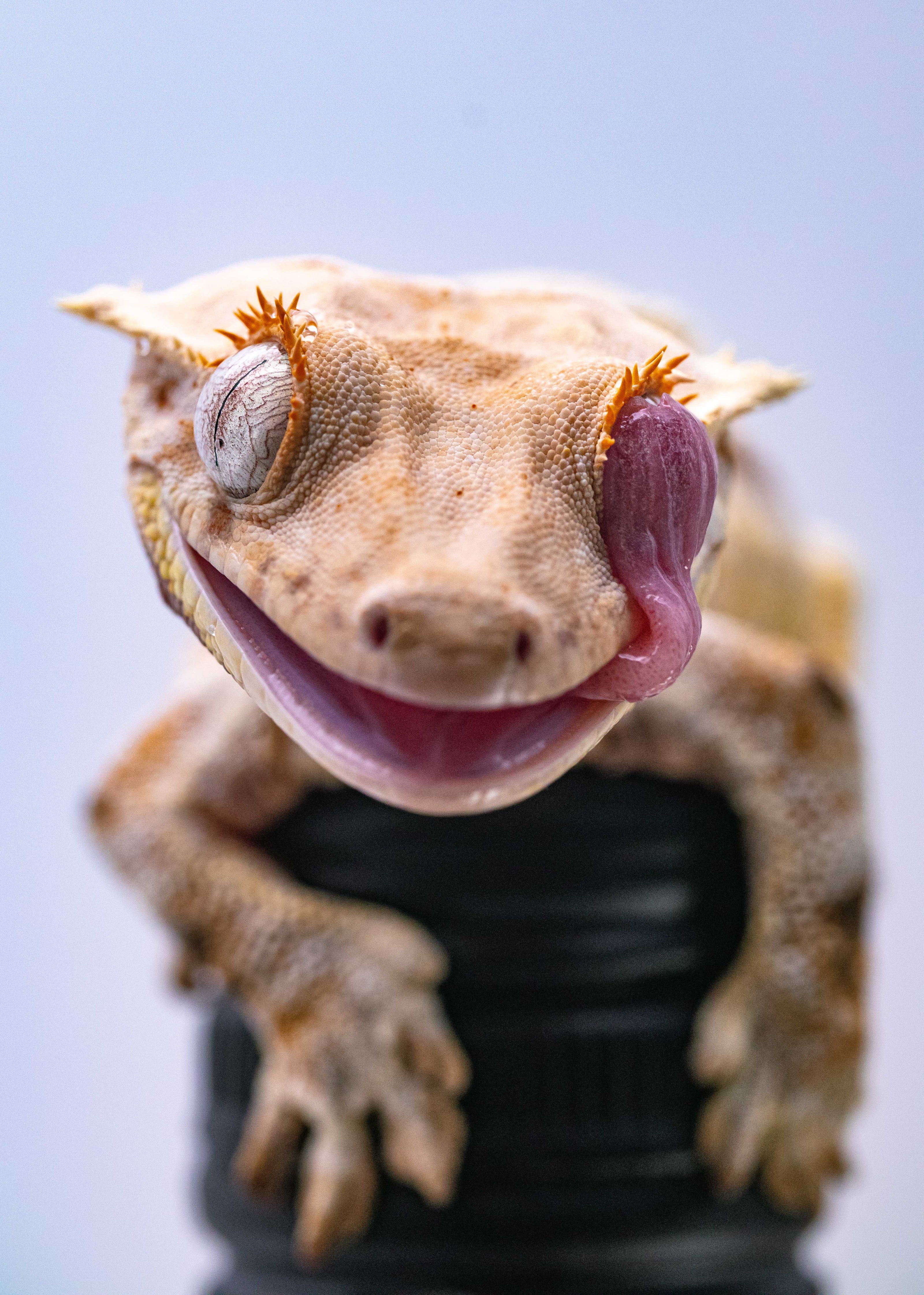 Crested Gecko Licking Eye