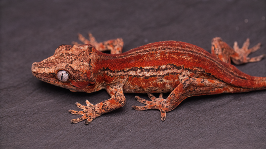 Gargoyle Gecko - Red Stripe Juvenile (probable female)