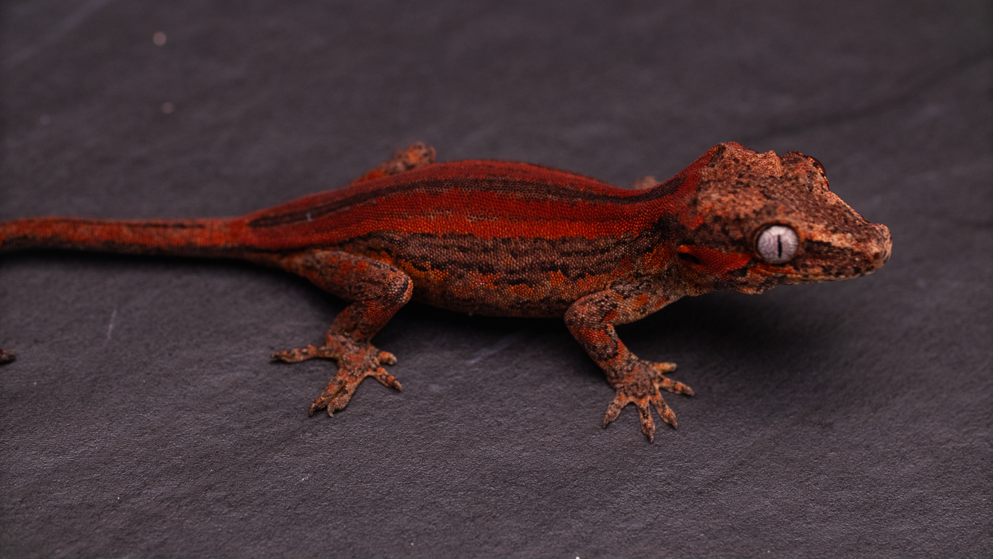 Gargoyle Gecko - Red Stripe (unsexed)