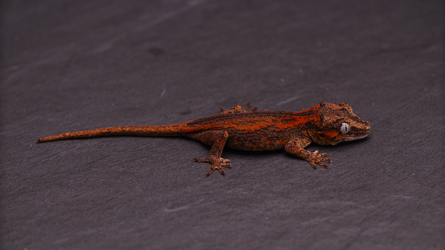 Gargoyle Gecko - Orange Stripe Young Juvenile