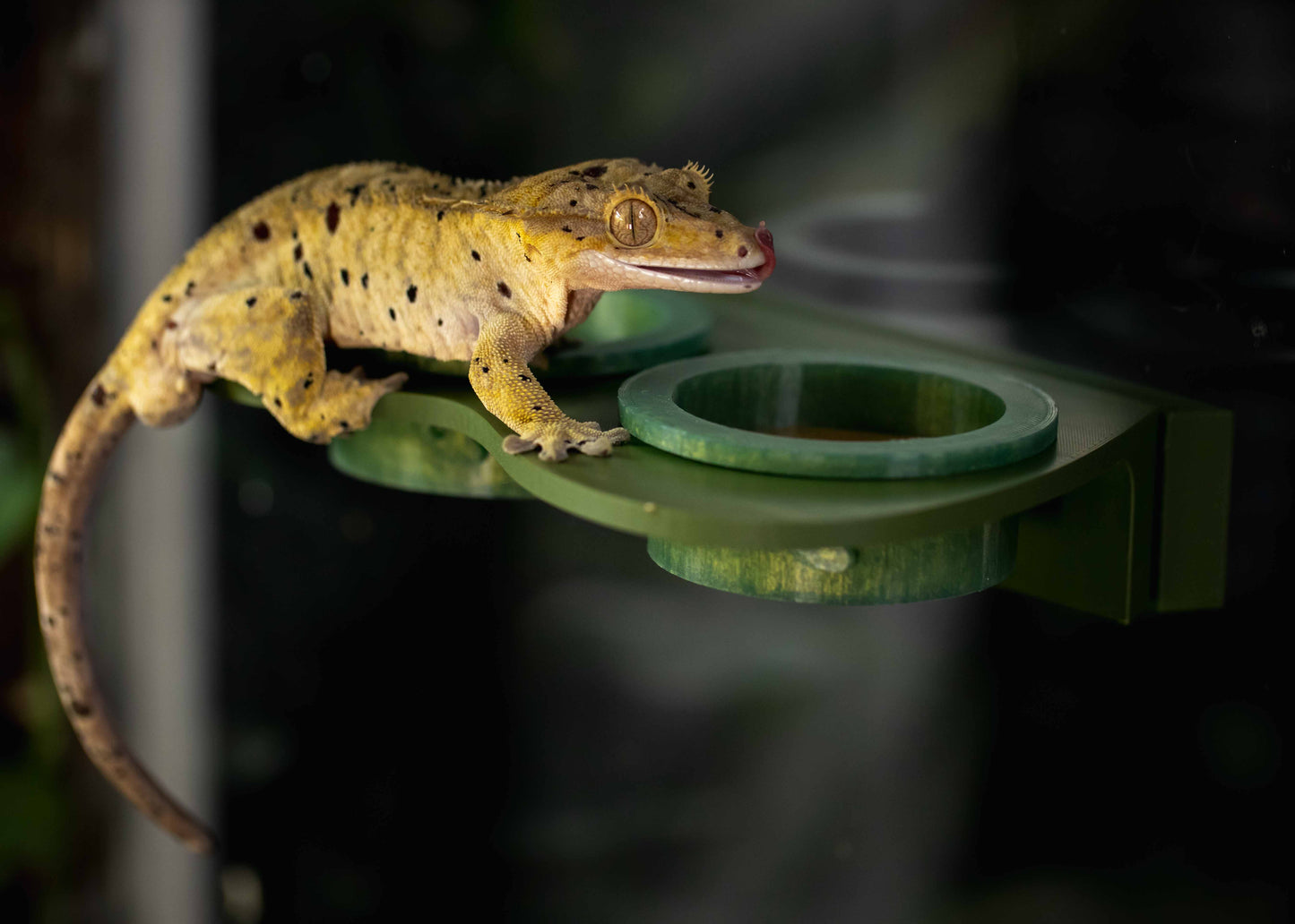 The Guardian Ledge - Large