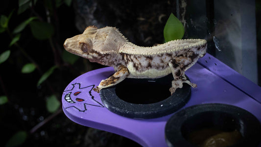 Themed Magnetic Feeding Ledges - Custom Designs: Gotta Hatch 'Em All