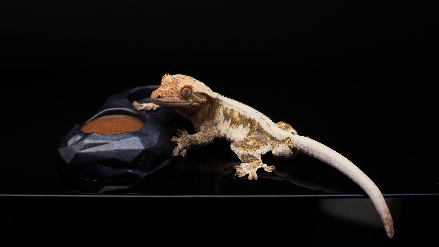 Crested Gecko Food Bowl