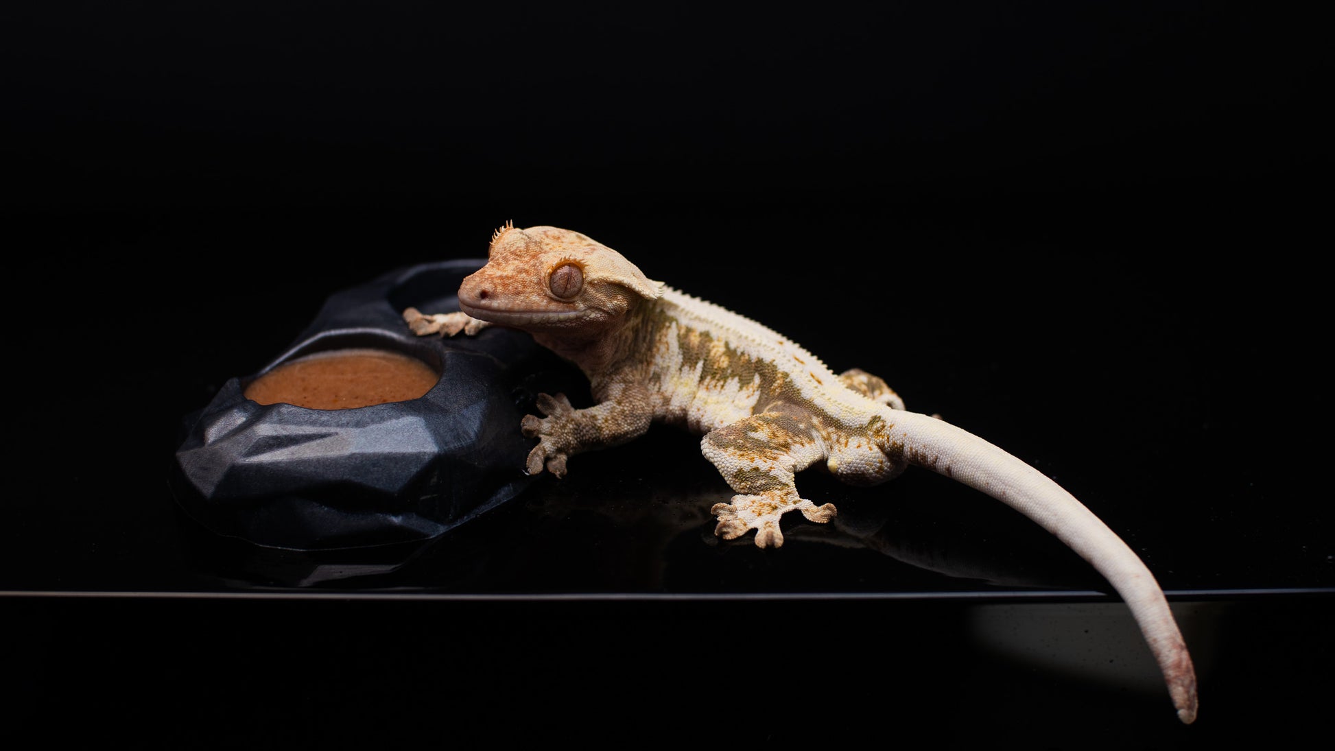 Crested Gecko Food Bowl