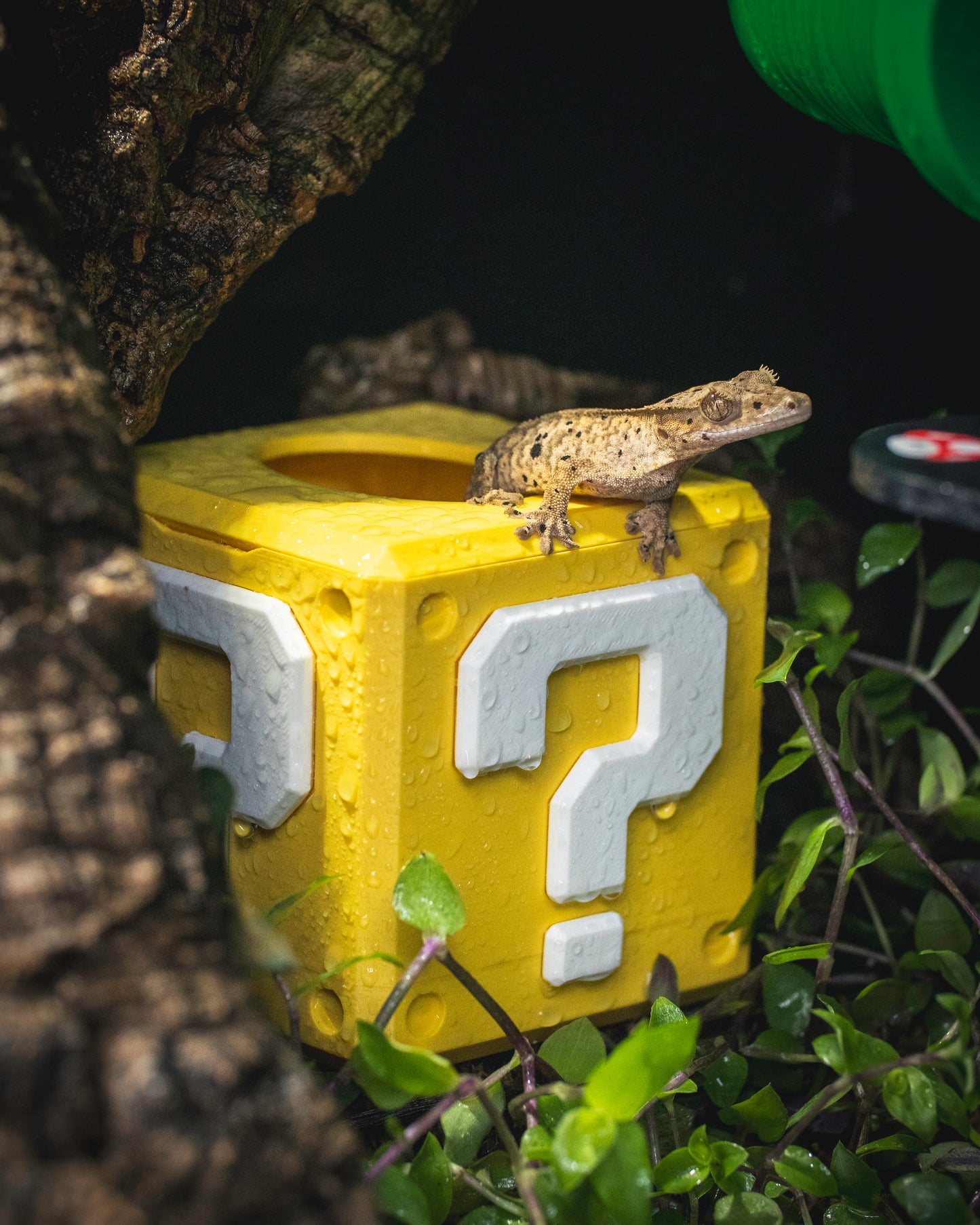 Mystery Block Humid Hide – Power Up Your Gecko’s Habitat!