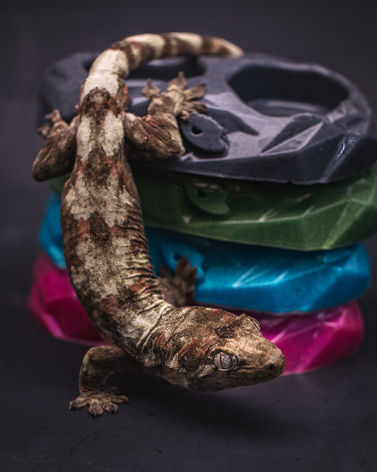 Medium Reusable Gecko Feeding Dish