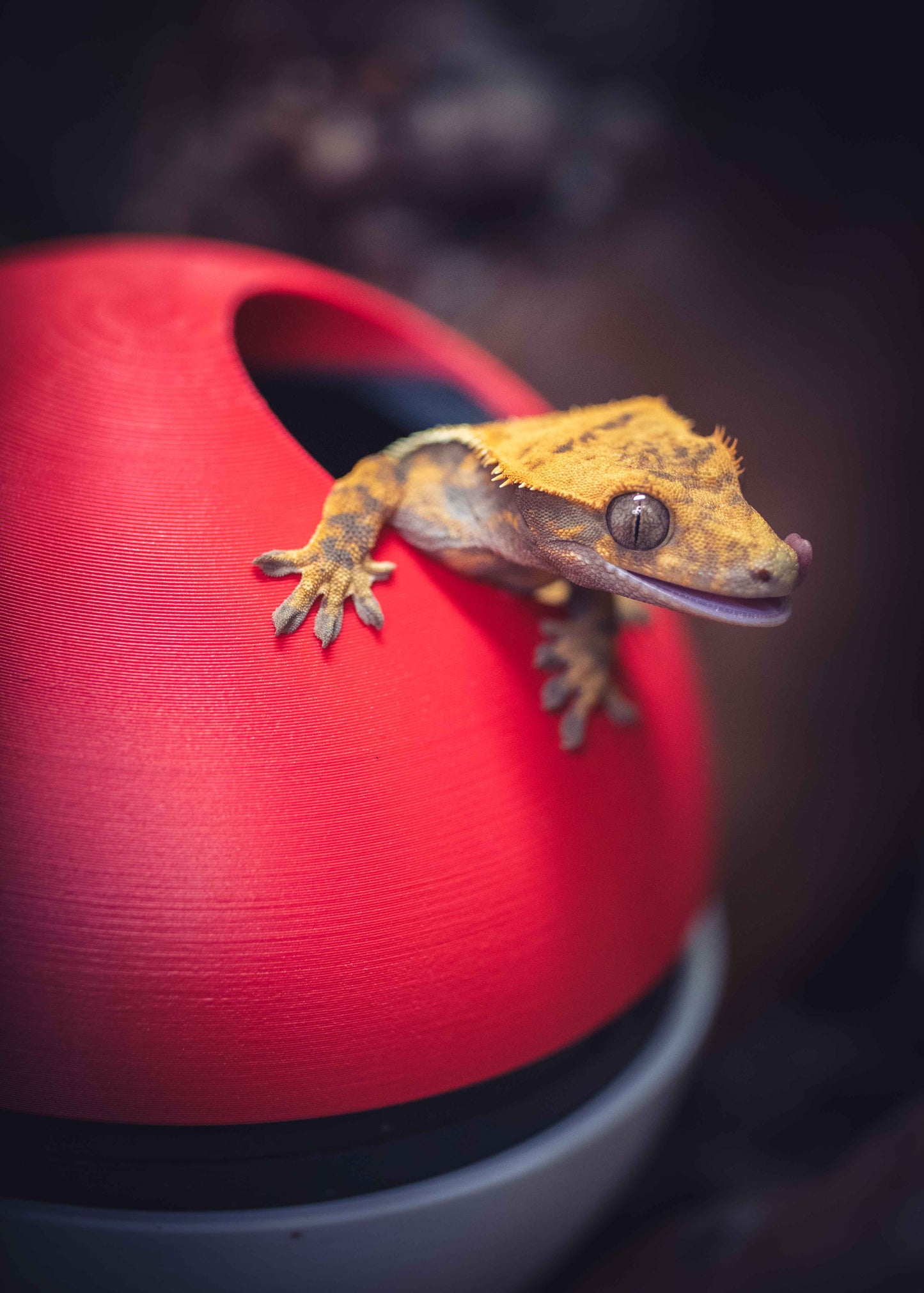The Poke Hide -Themed Crested Gecko Hide / Egg-Laying Bin