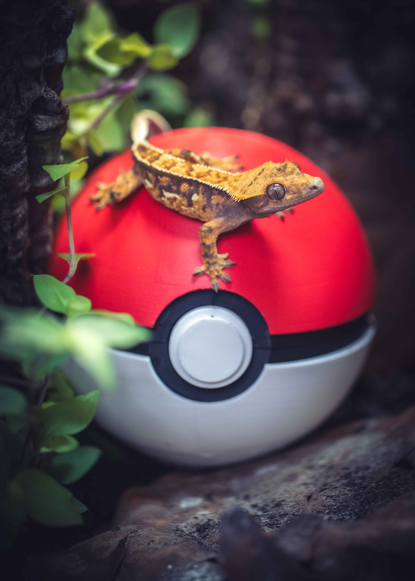 Crested Gecko Humid Hide PokeBall