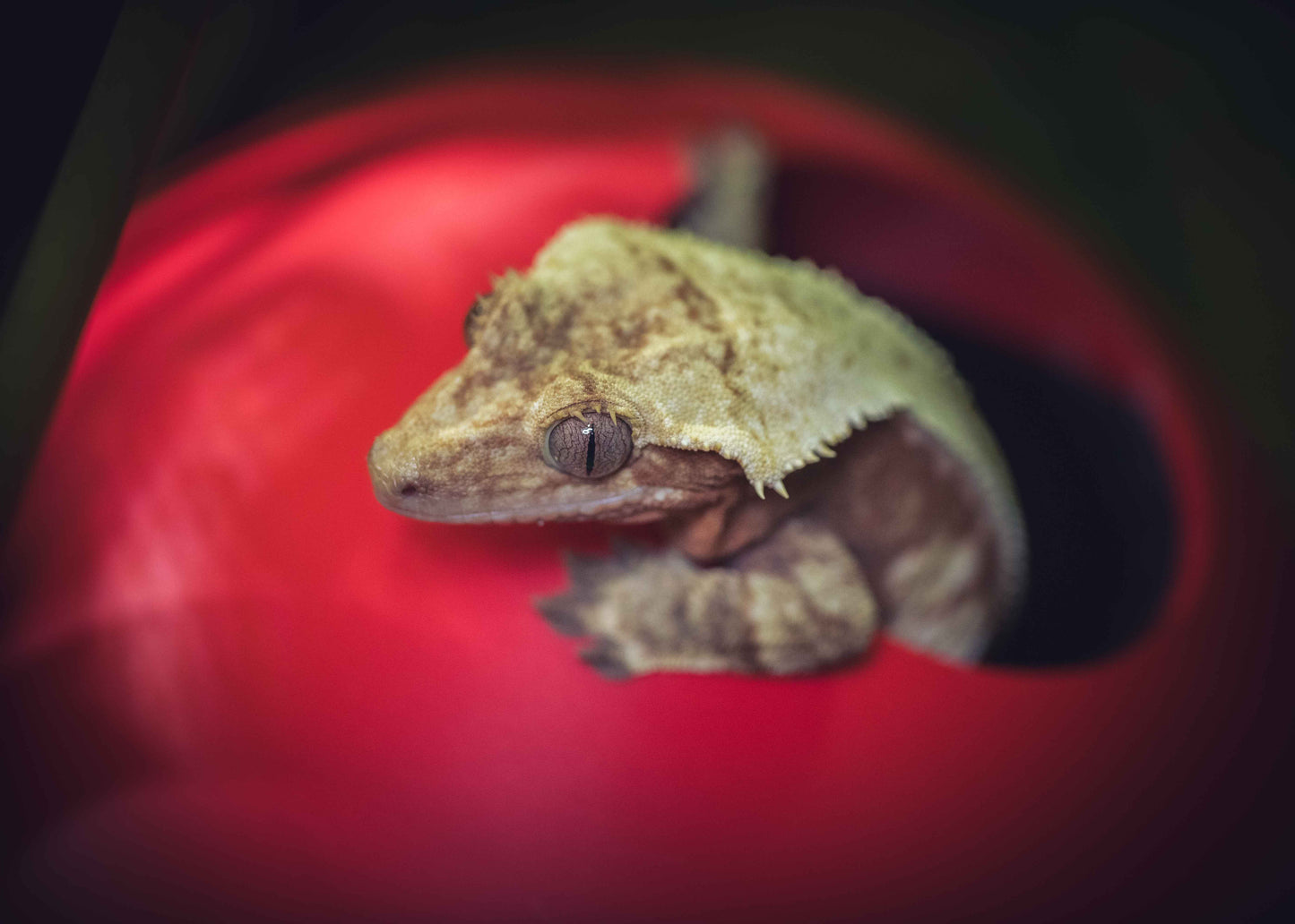The Poke Hide -Themed Crested Gecko Hide / Egg-Laying Bin