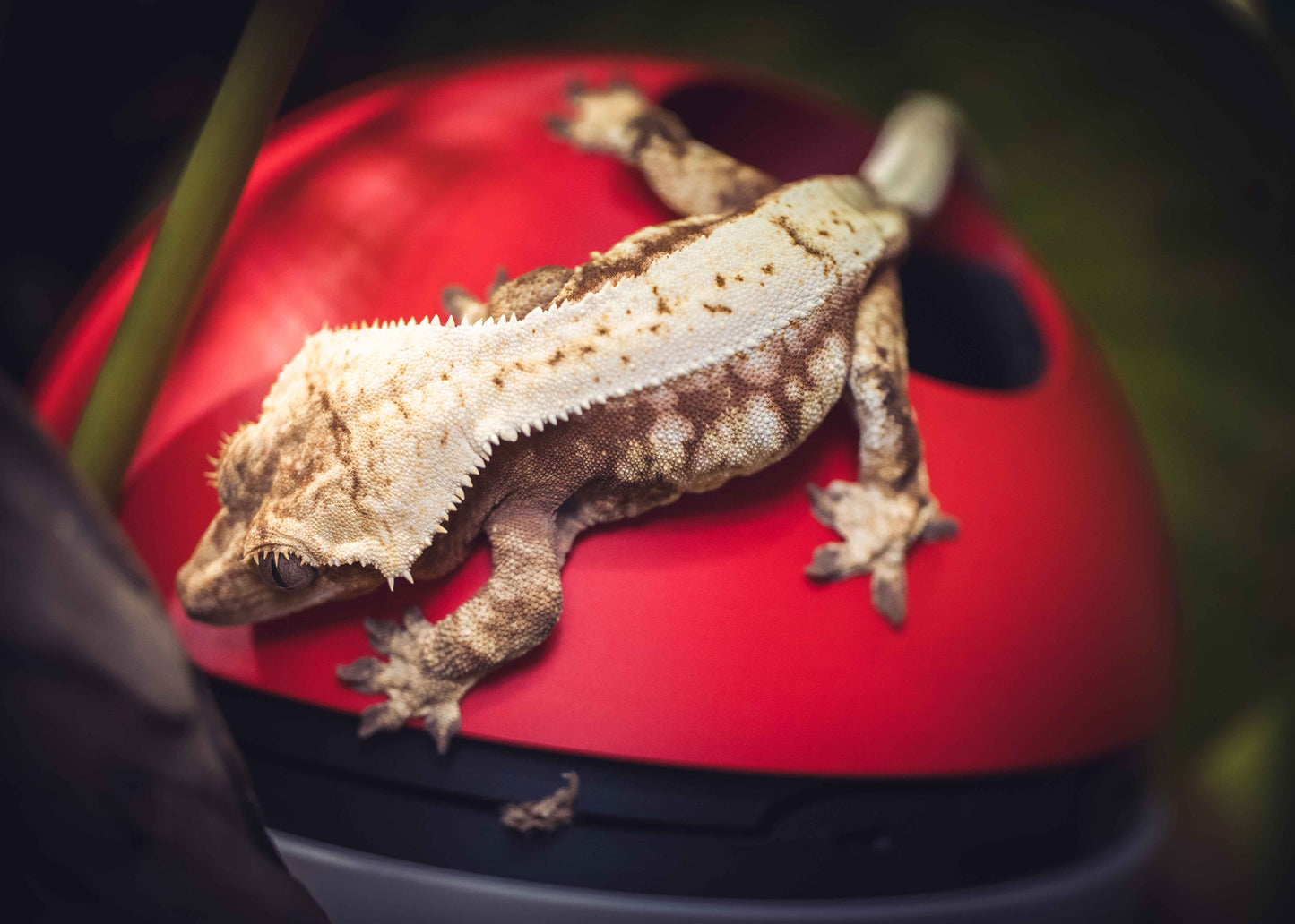 The Poke Hide -Themed Crested Gecko Hide / Egg-Laying Bin