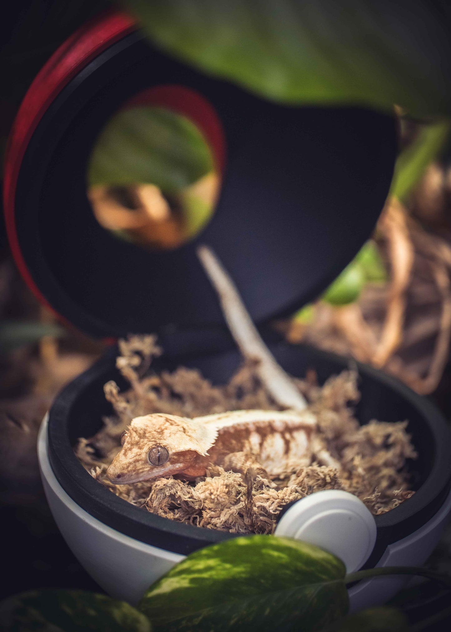 Pokeball Crested Gecko Egg Bin