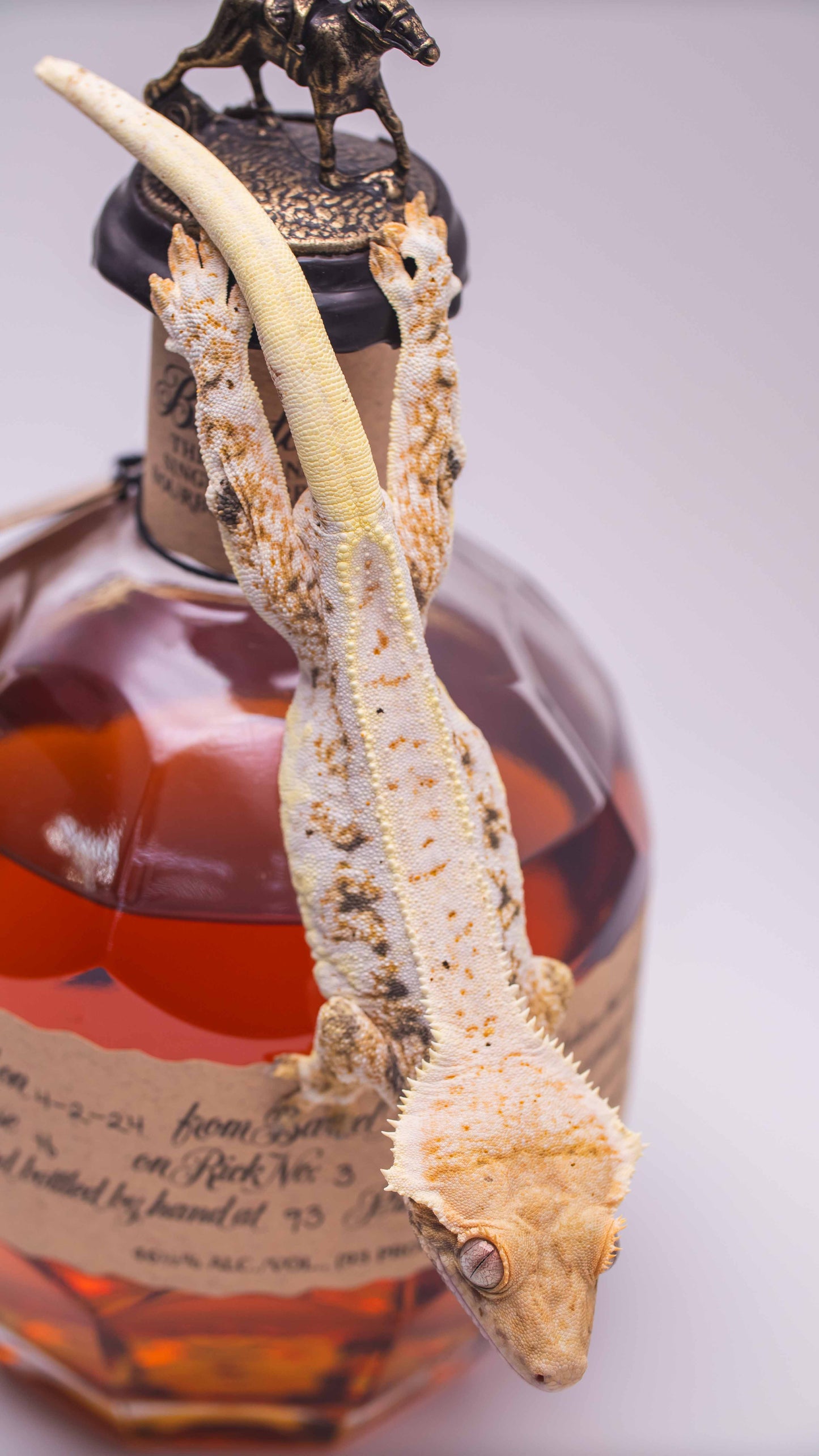 Lilly White Crested Gecko Male