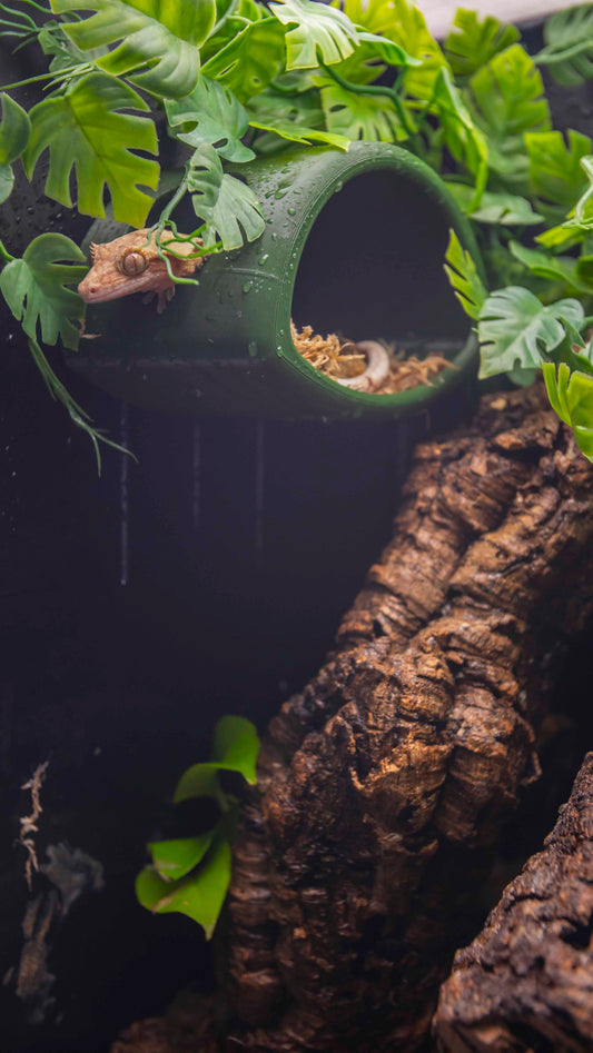 Sky Hollow Magnetic Hide – Your Gecko’s Elevated Retreat