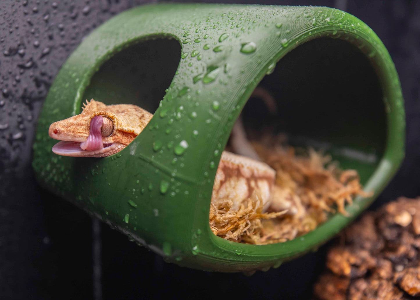 Sky Hollow Magnetic Hide – Your Gecko’s Elevated Retreat