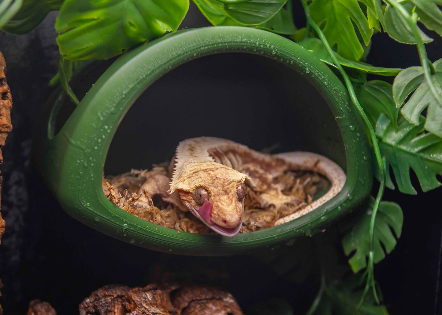 Sky Hollow Magnetic Hide – Your Gecko’s Elevated Retreat