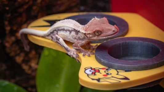 My new gecko won’t eat. Is this normal?