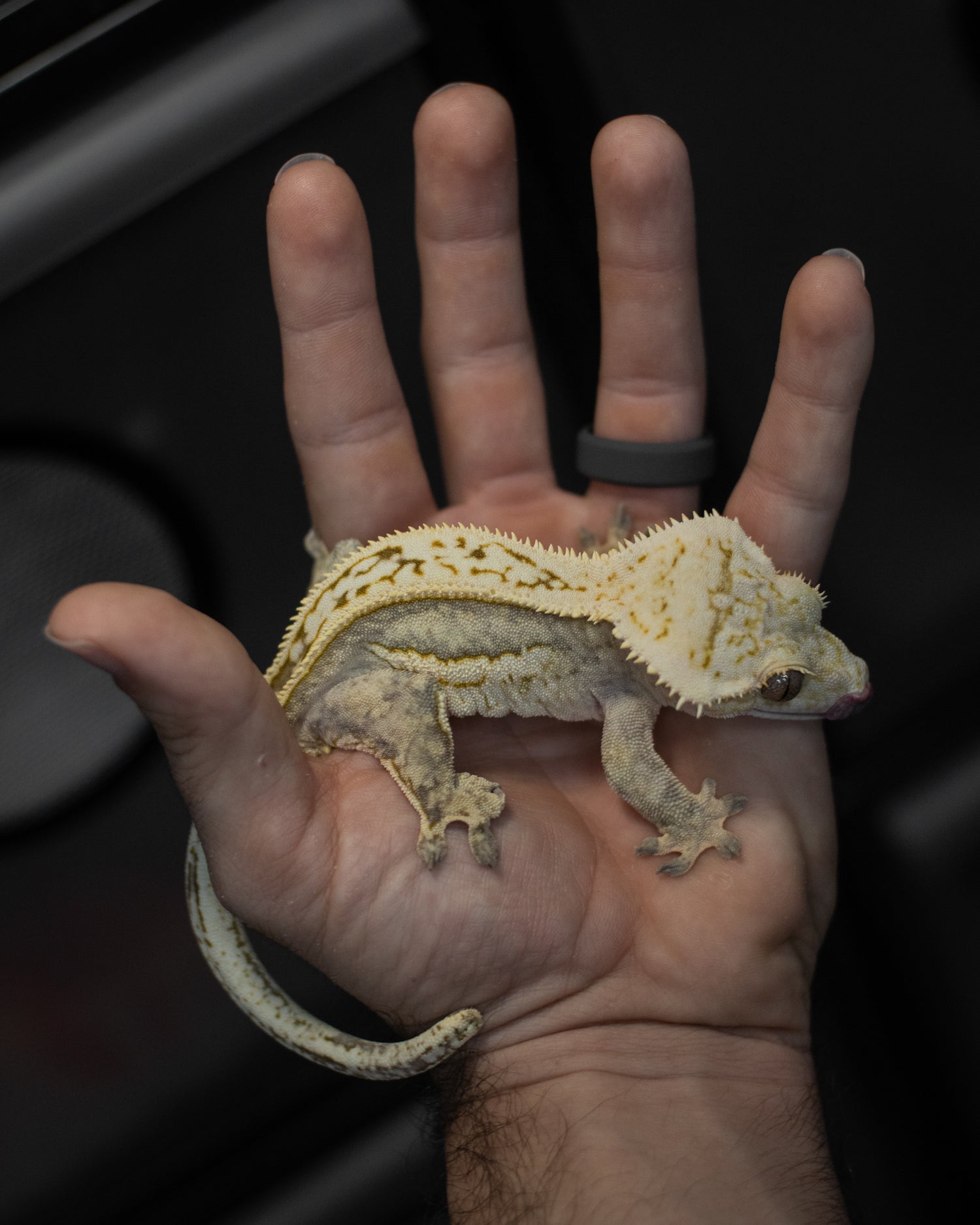 Available Geckos