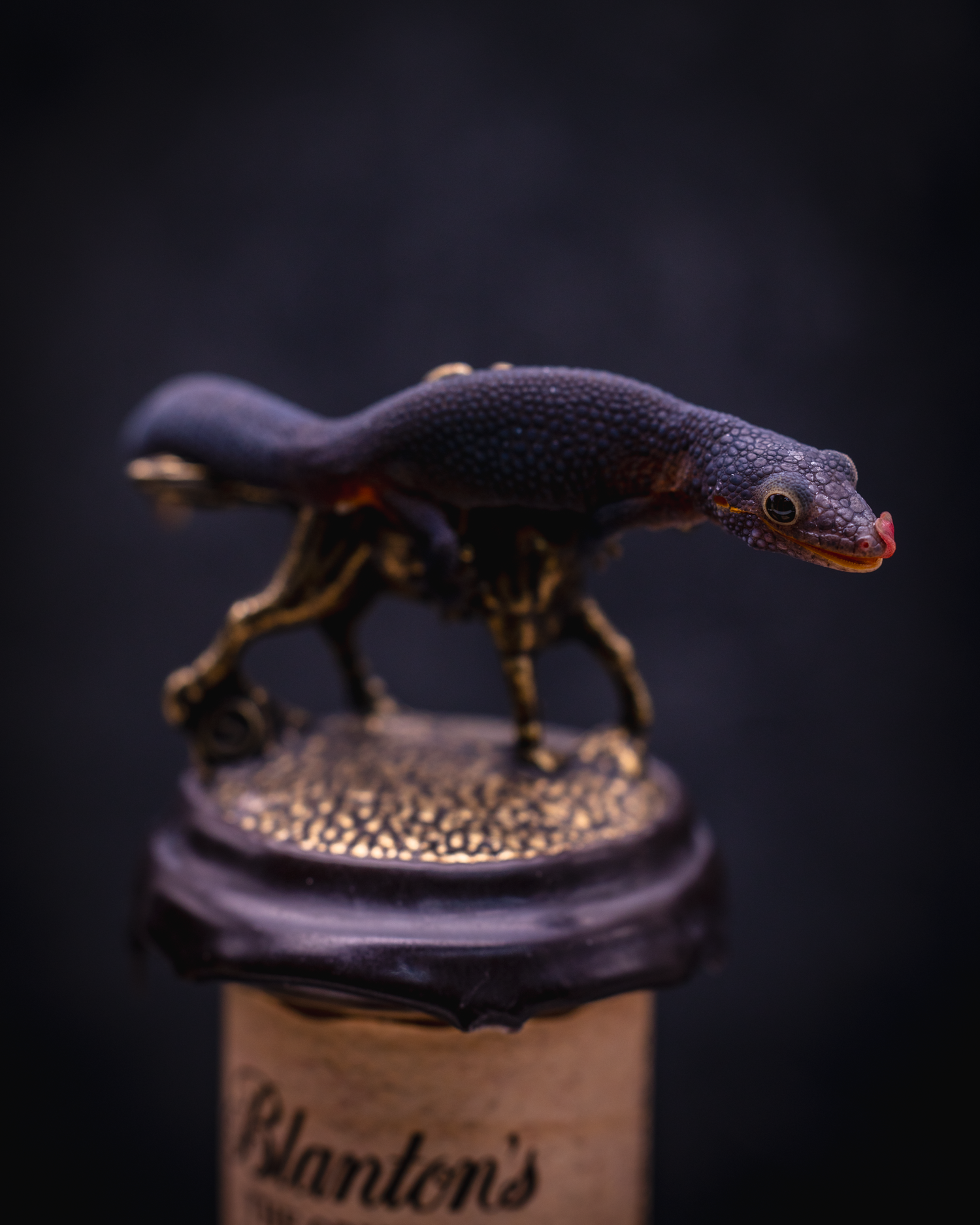 Available Geckos