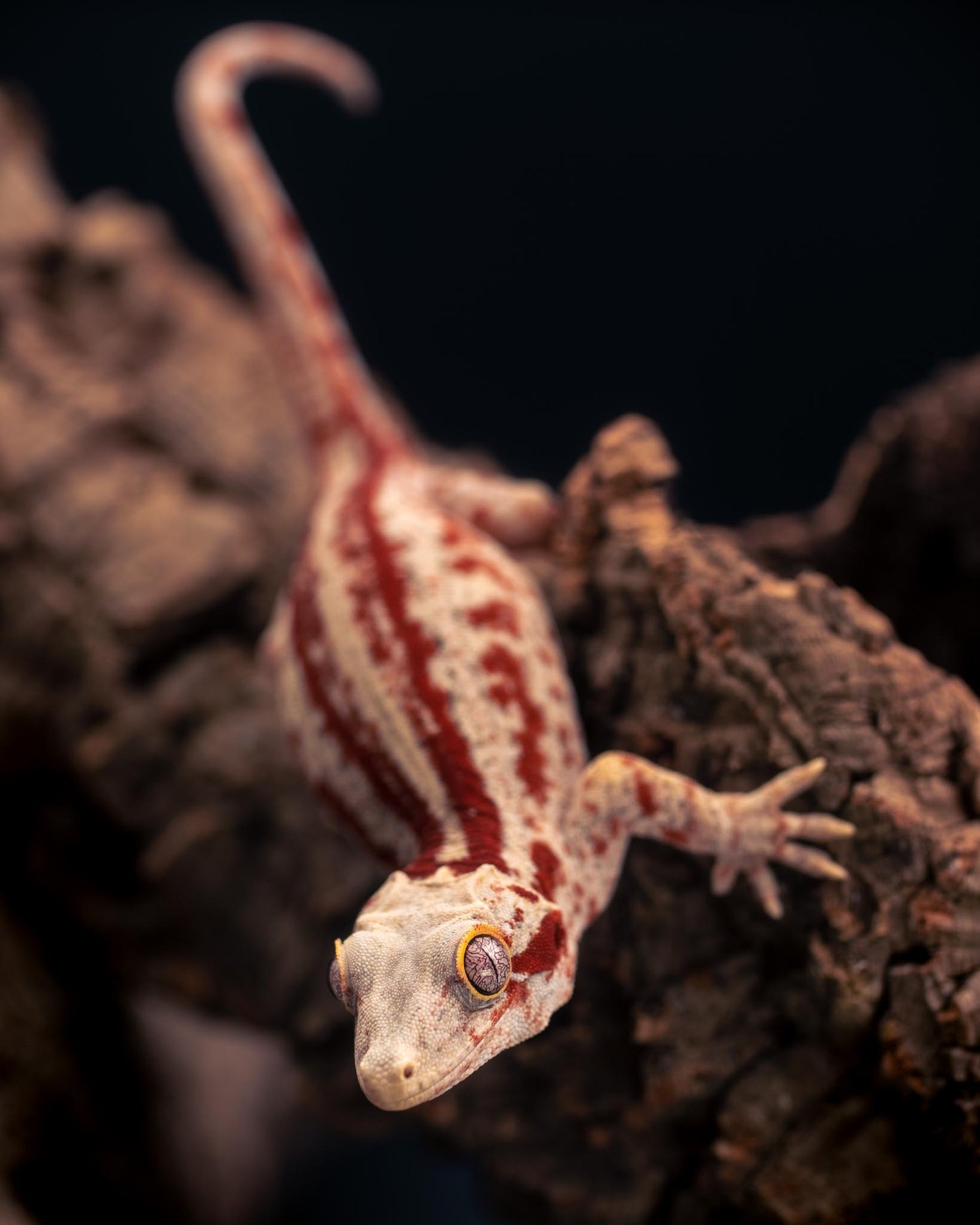 Available Gargoyle Geckos