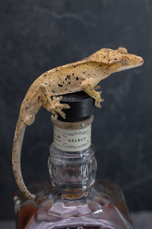 Dalmatian Crested Gecko - SubAdult Male