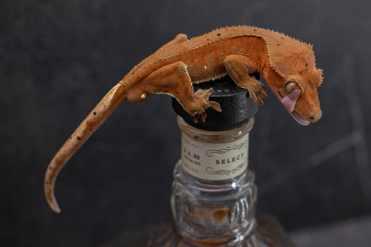 Red Base Dalmatian Crested Gecko - SubAdult Male