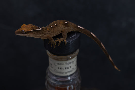 Correlophus sarasinorum - Unsexed