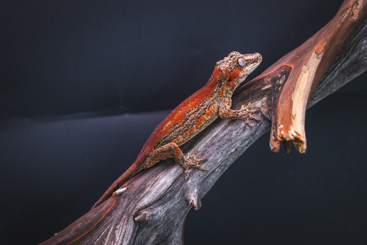 Red Stripe Gargoyle Gecko - Juvenile Male