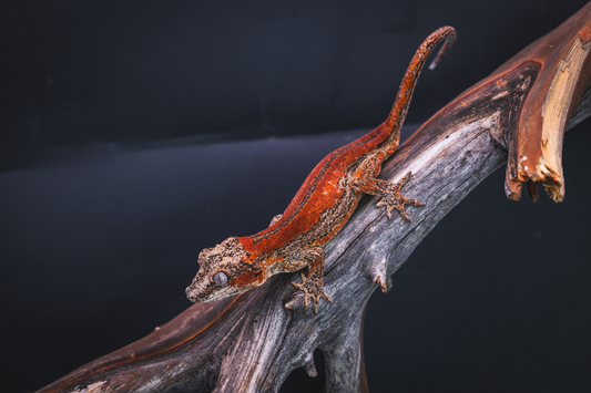 Red Stripe Gargoyle Gecko - Juvenile Male