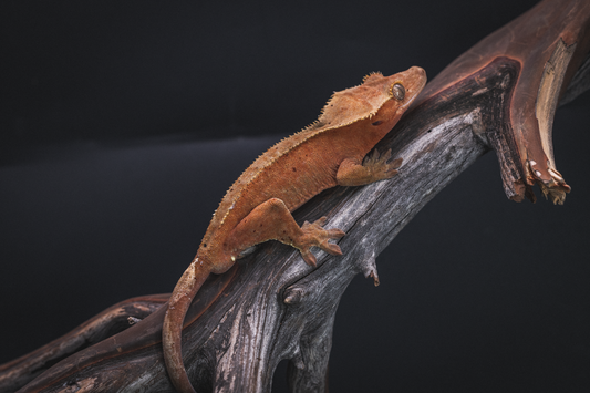 Red-Based Crested Gecko Sub-Adult Male