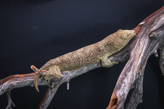 Leachianus - GTmix - Juvenile Probable Female