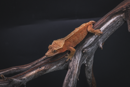 Red-Based Crested Gecko Sub-Adult Male
