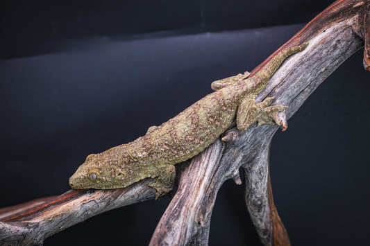 Leachianus - GTmix - Juvenile Probable Female
