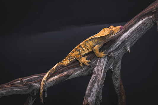 Sub-Adult Tiger Line Harlequin Crested Gecko